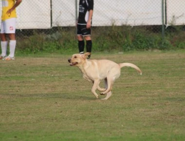 Απρόκλητος επισκέπτης - Σκύλος μπαίνει στο γήπεδο και δαγκώνει ποδοσφαιριστή (βίντεο)